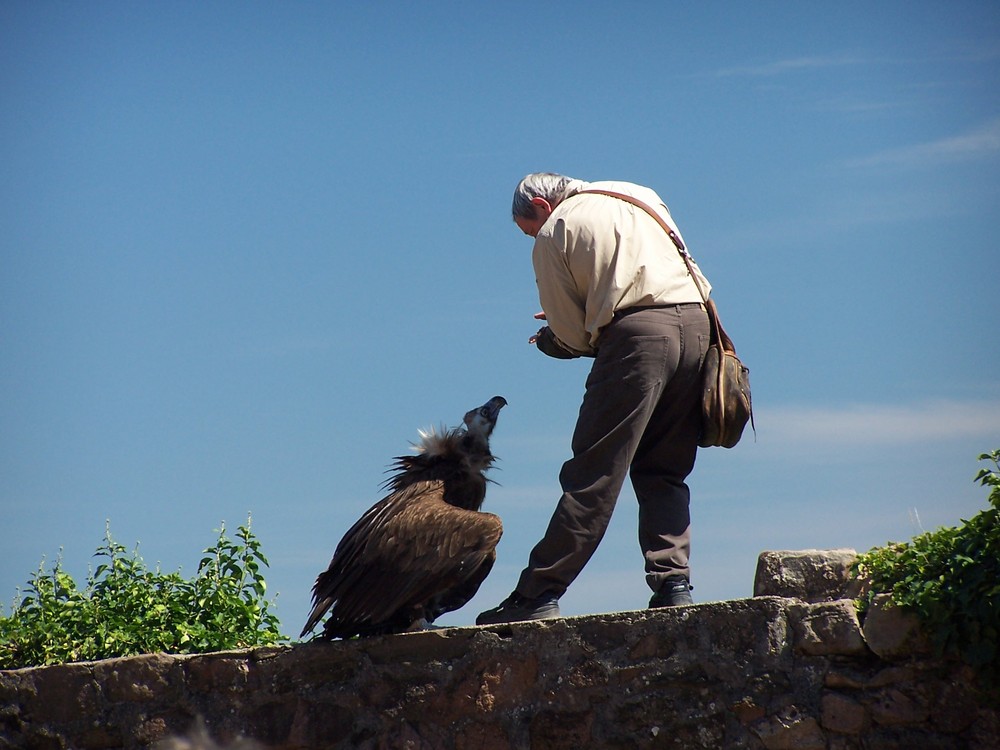 vautour