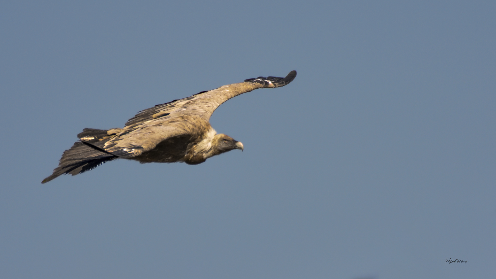 Vautour à Rougon