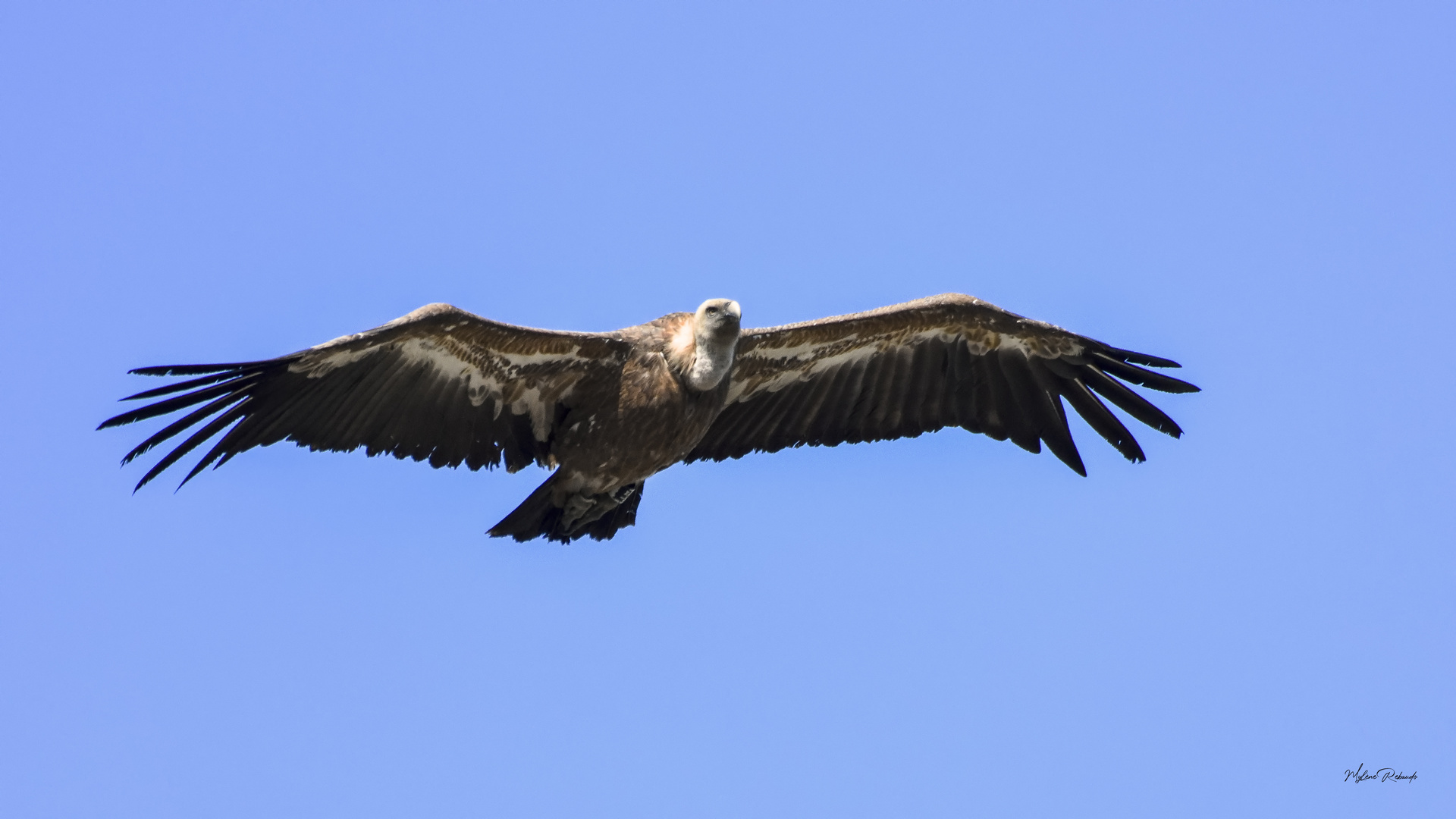 Vautour à Rougon