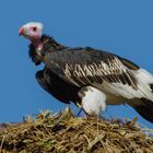 Vautour à tête blanche sur son nid  (Trigonoceps occipitalis)