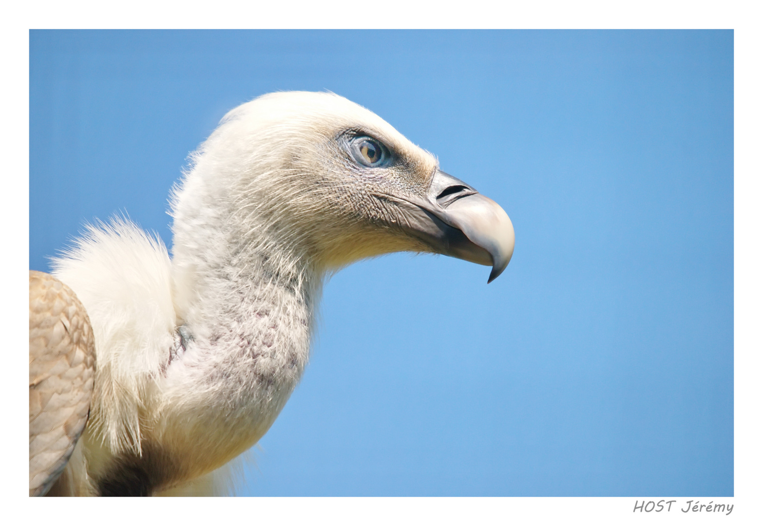 Vautour