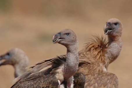 Vautour africain à dos blanc - Sénégal 2007