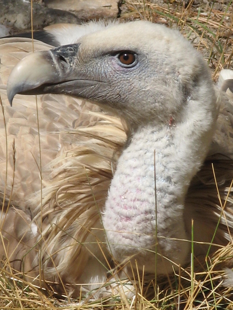 Vautour de profil