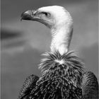vautour de Rüppell