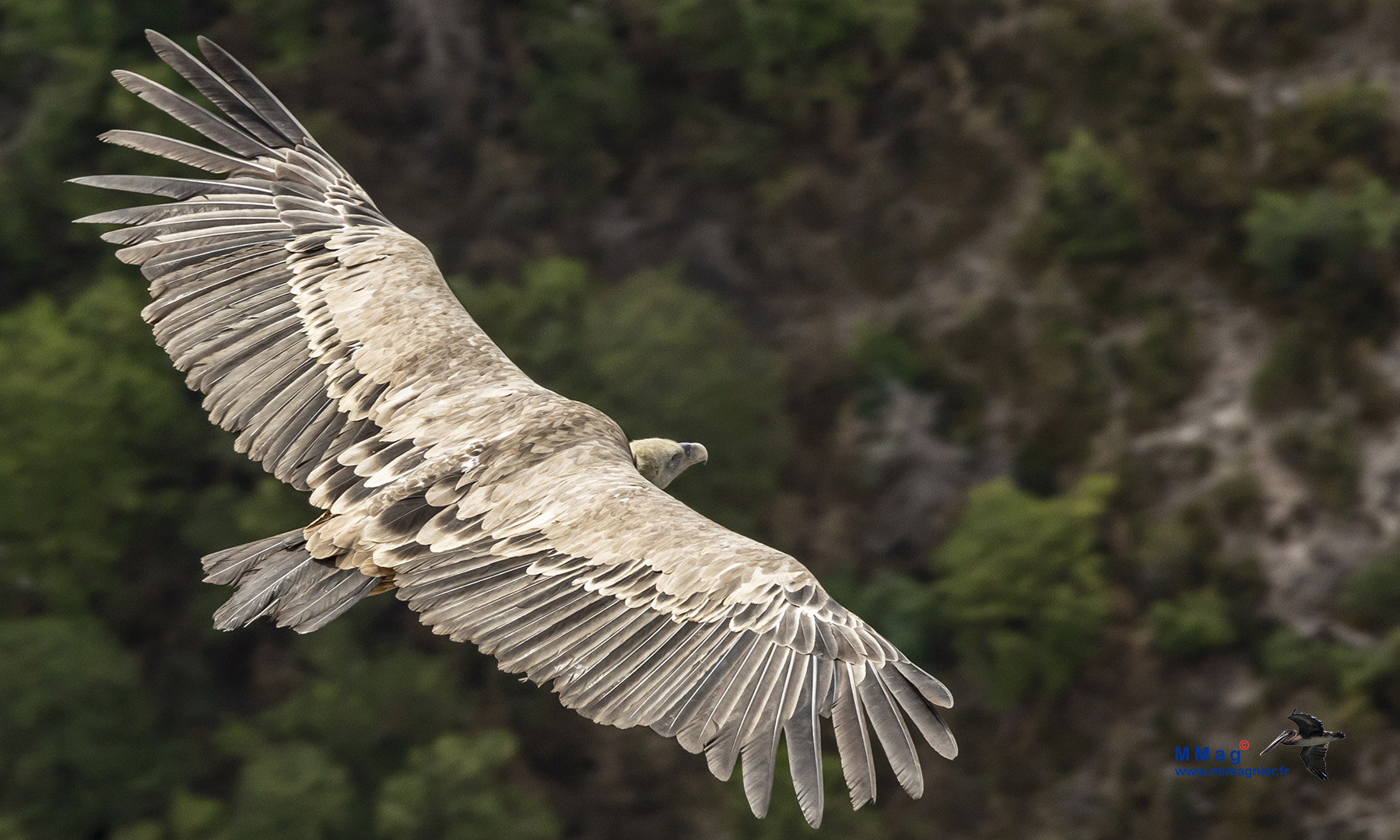 Vautour du Verdon