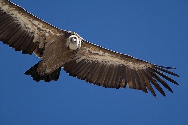 Vautour en appétit