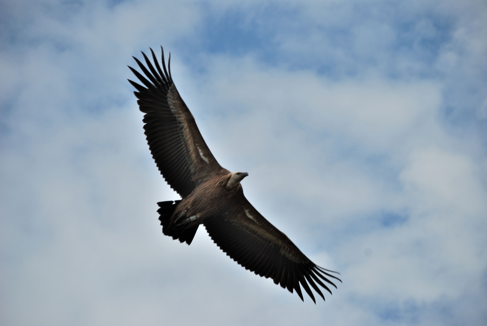 vautour, en Drôme provençale