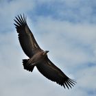 vautour, en Drôme provençale