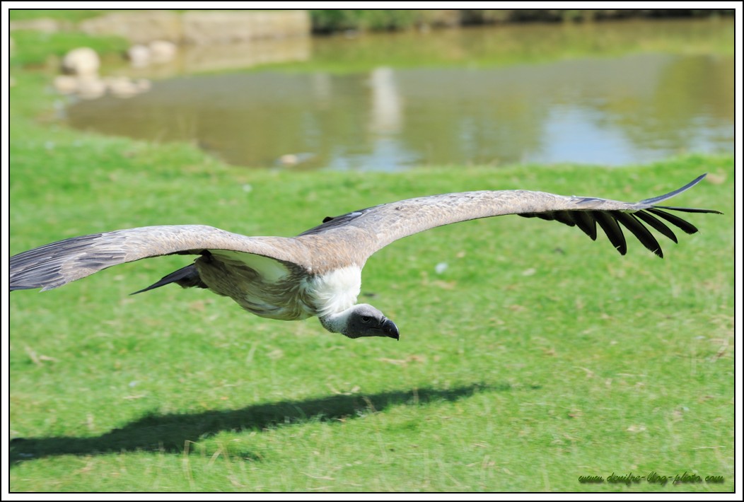 Vautour en rase motte