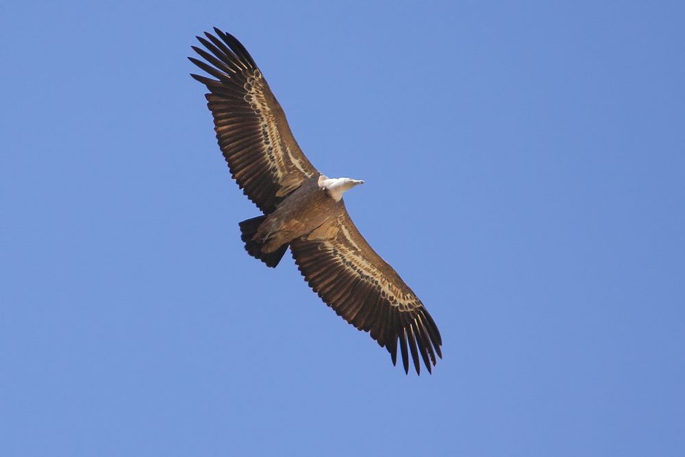 Vautour fauve