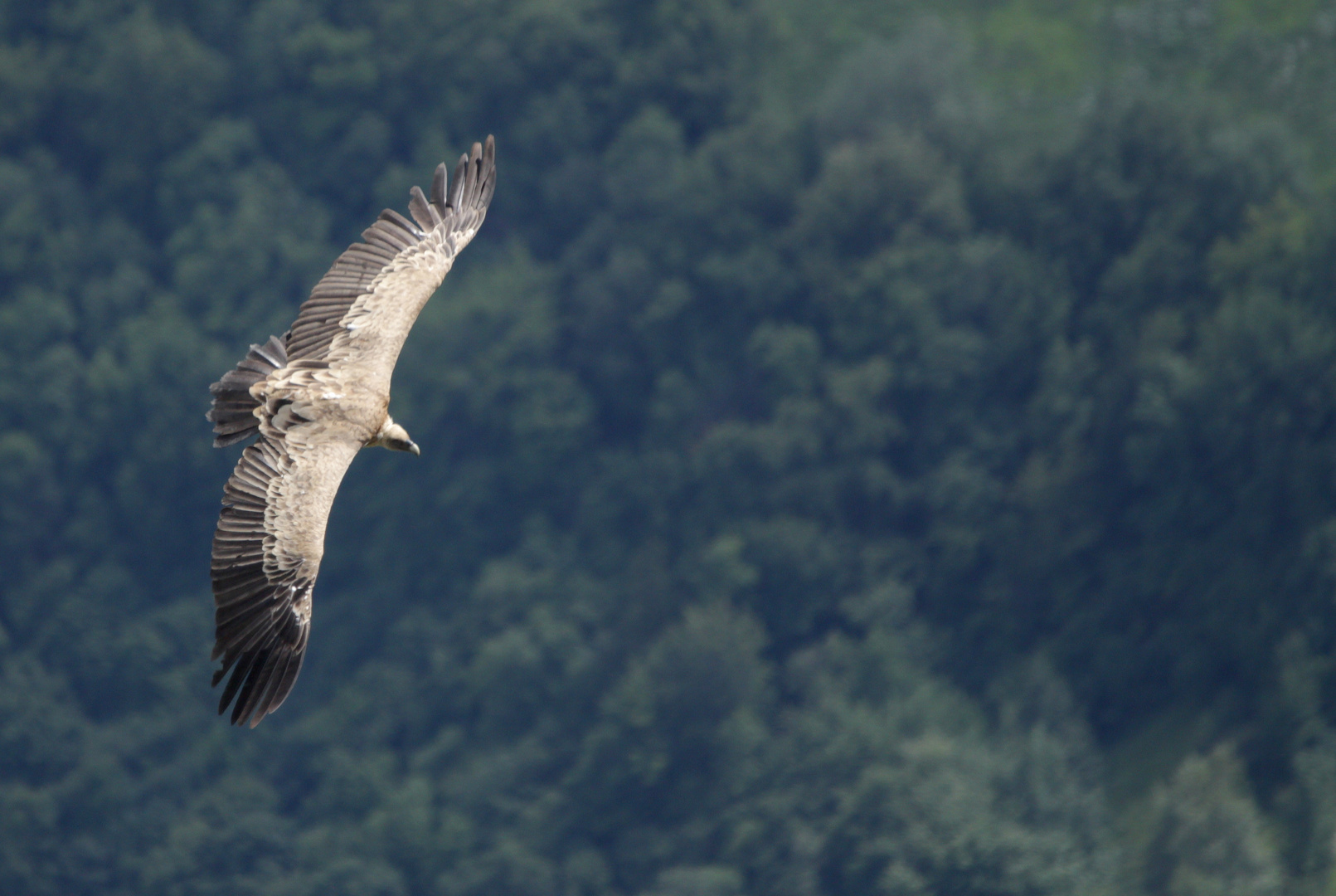 vautour fauve