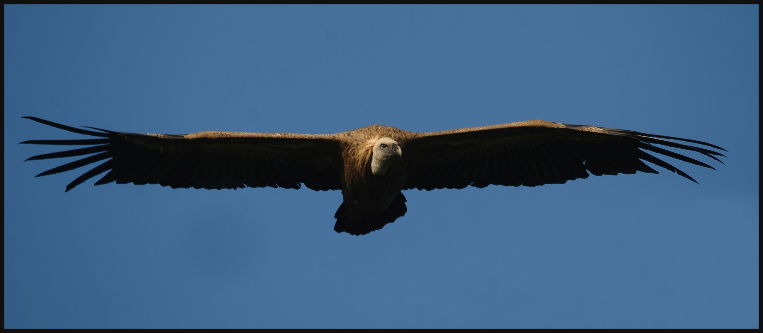 vautour fauve