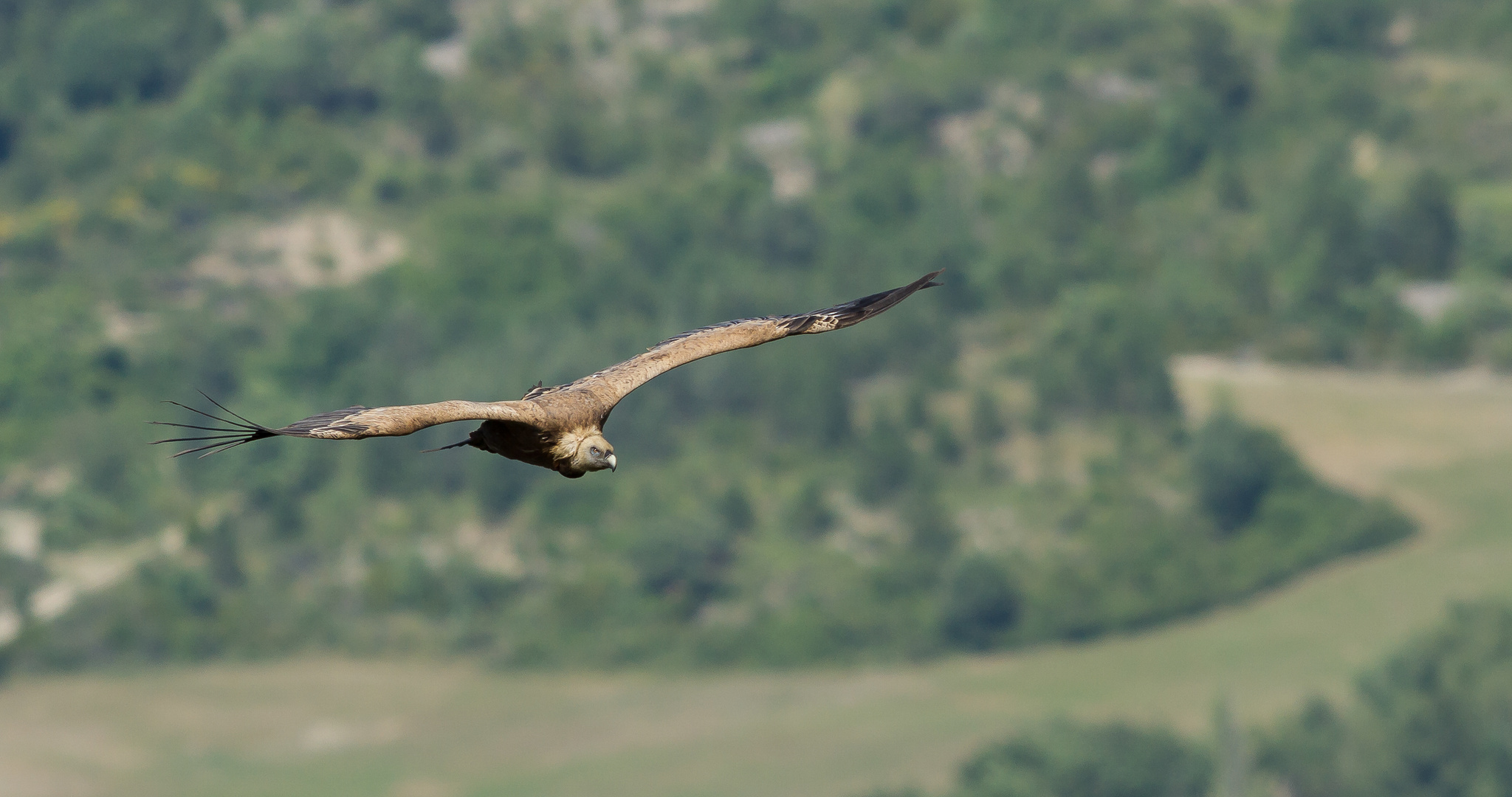 Vautour fauve