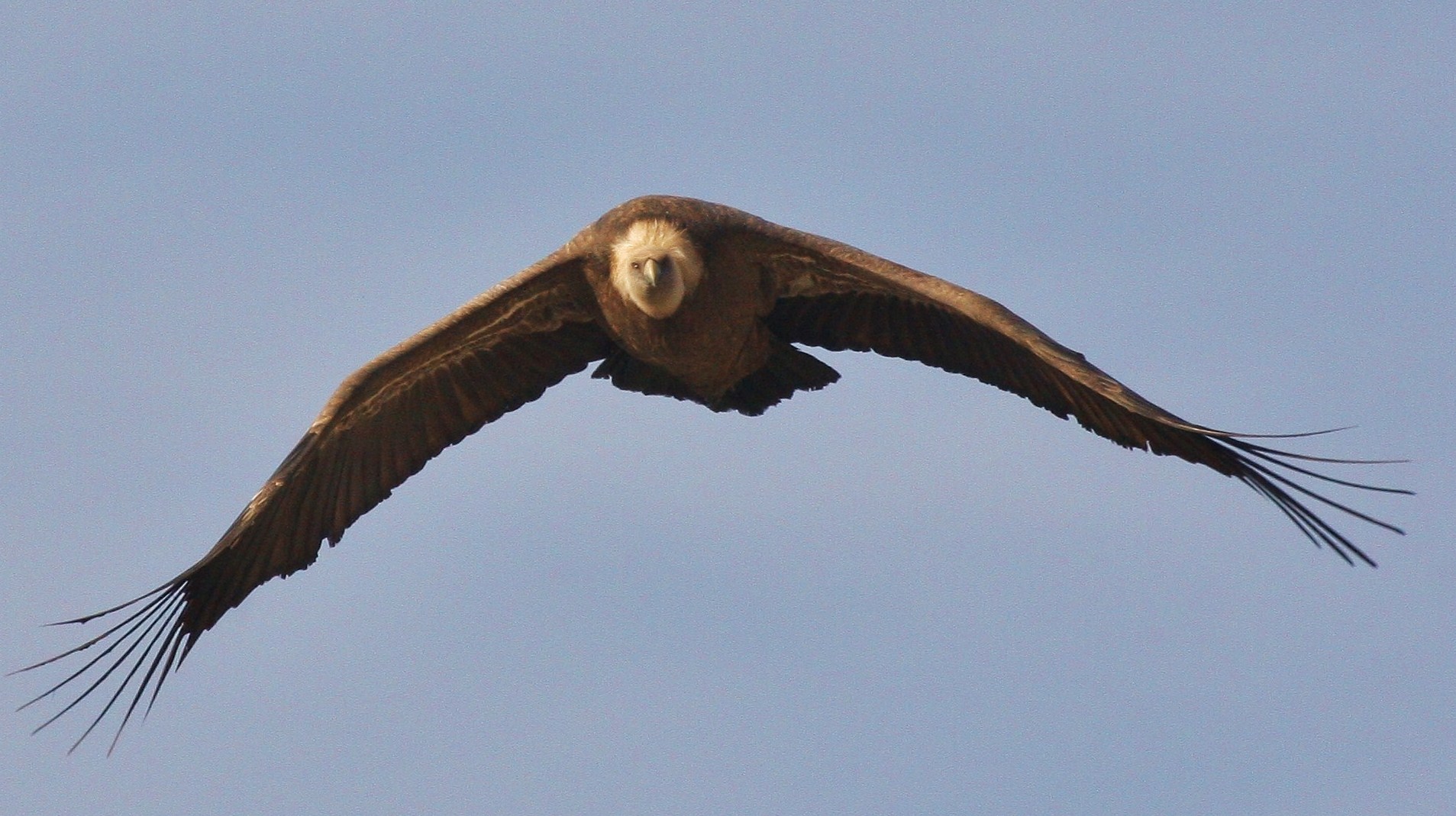 vautour fauve dans les Baronnies