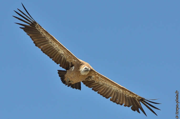 Vautour fauve dans les Pyrénées