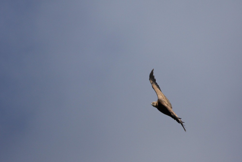 Vautour Fauve en vol (Gorge de la Jonte)