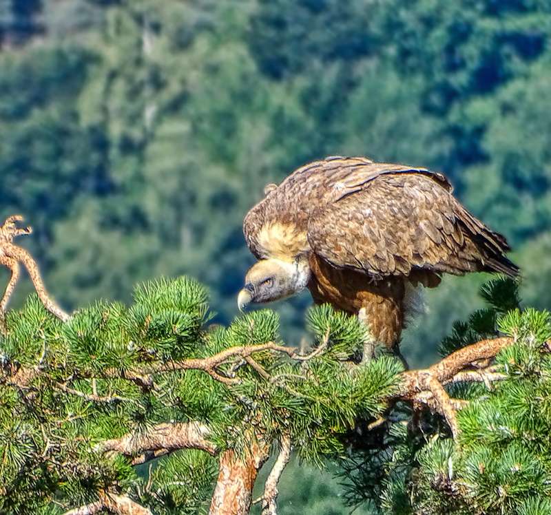 Vautour fauve, Lozère.