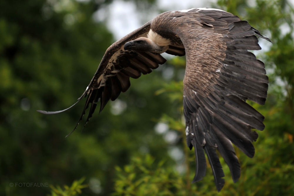 Vautour fauve ( Zoo de La Flêche )