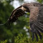 Vautour fauve ( Zoo de La Flêche )