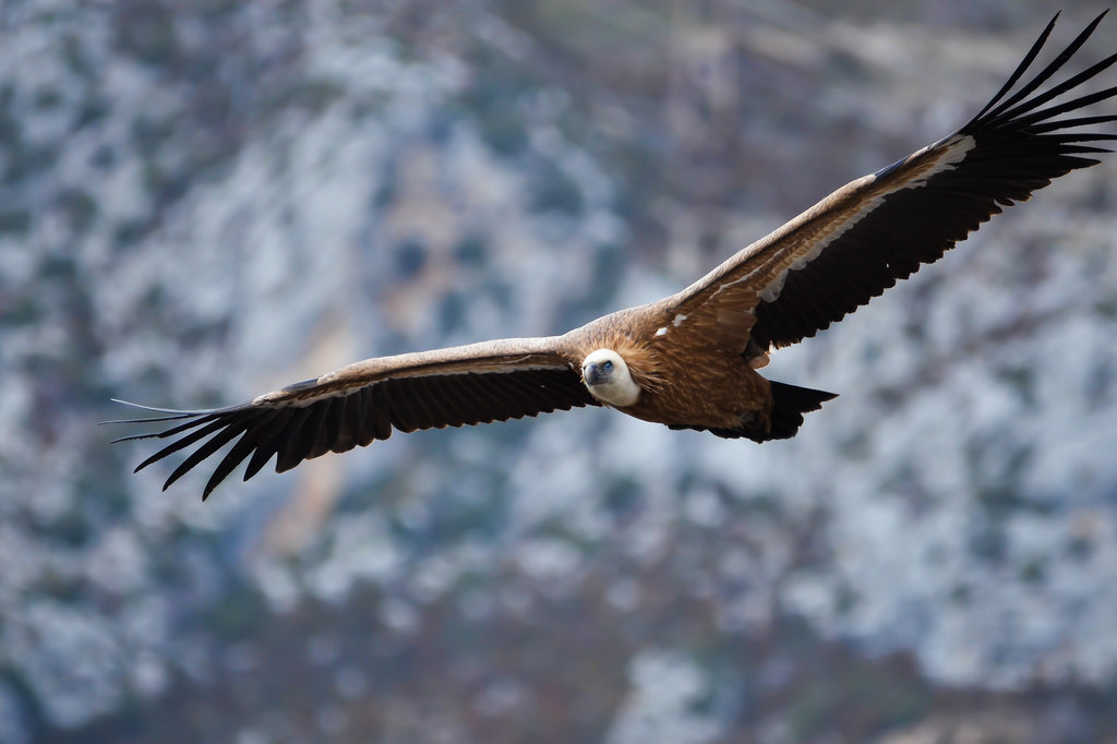 Vautour 