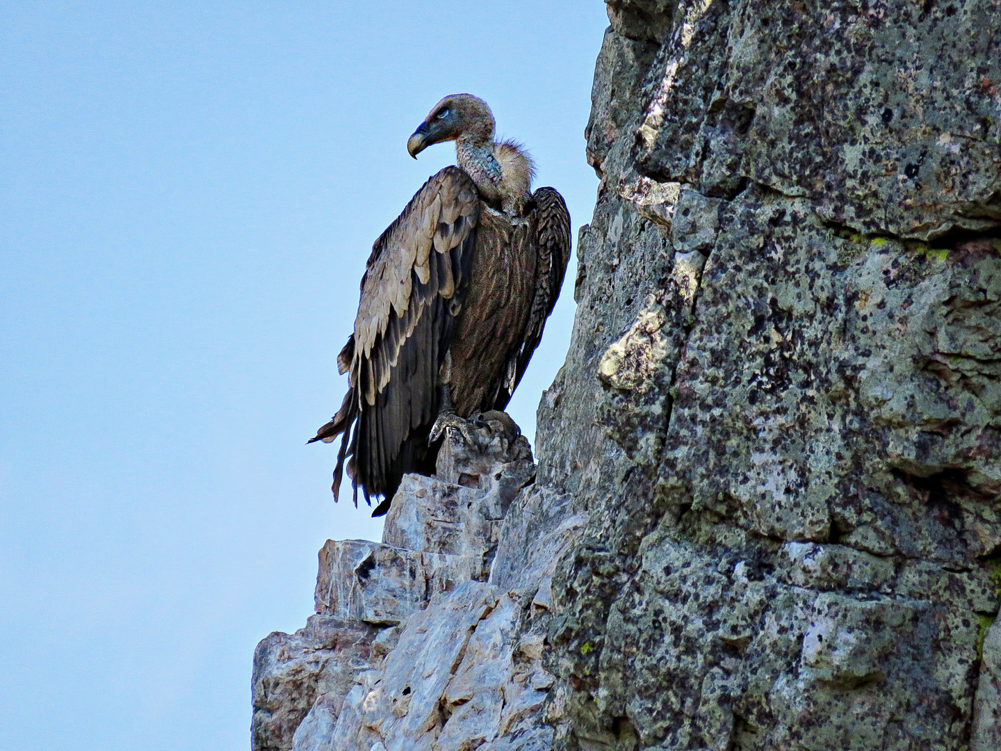 Vautour moine