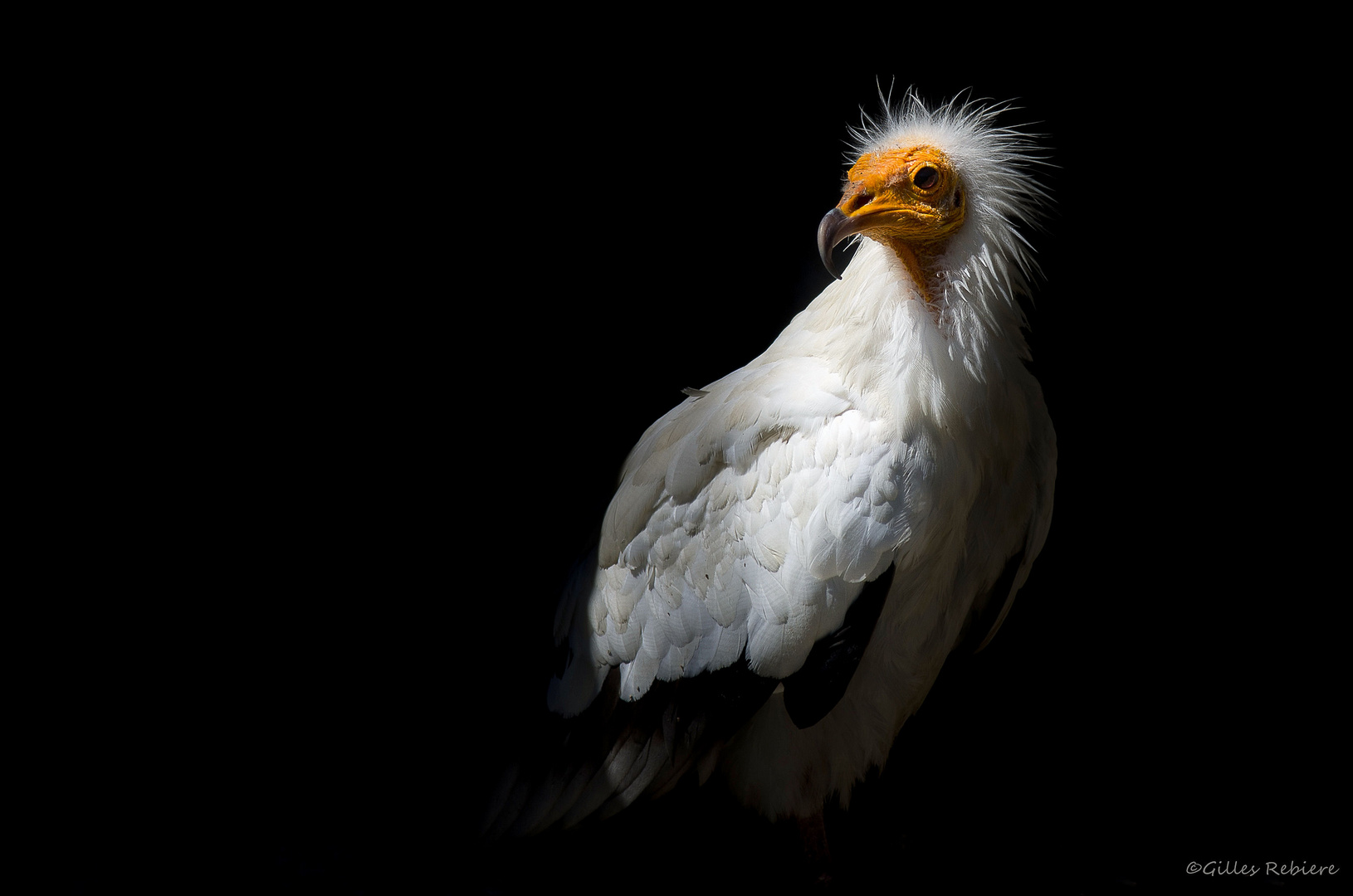 Vautour Percnoptère....Portrait