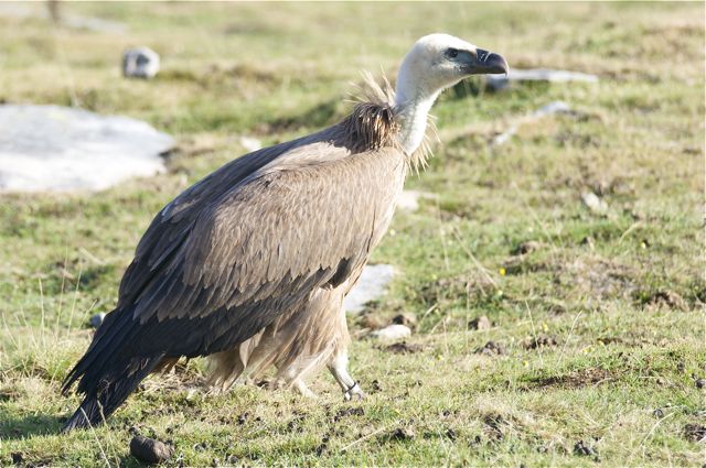 Vautour relâché à la Rhune