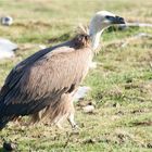 Vautour relâché à la Rhune