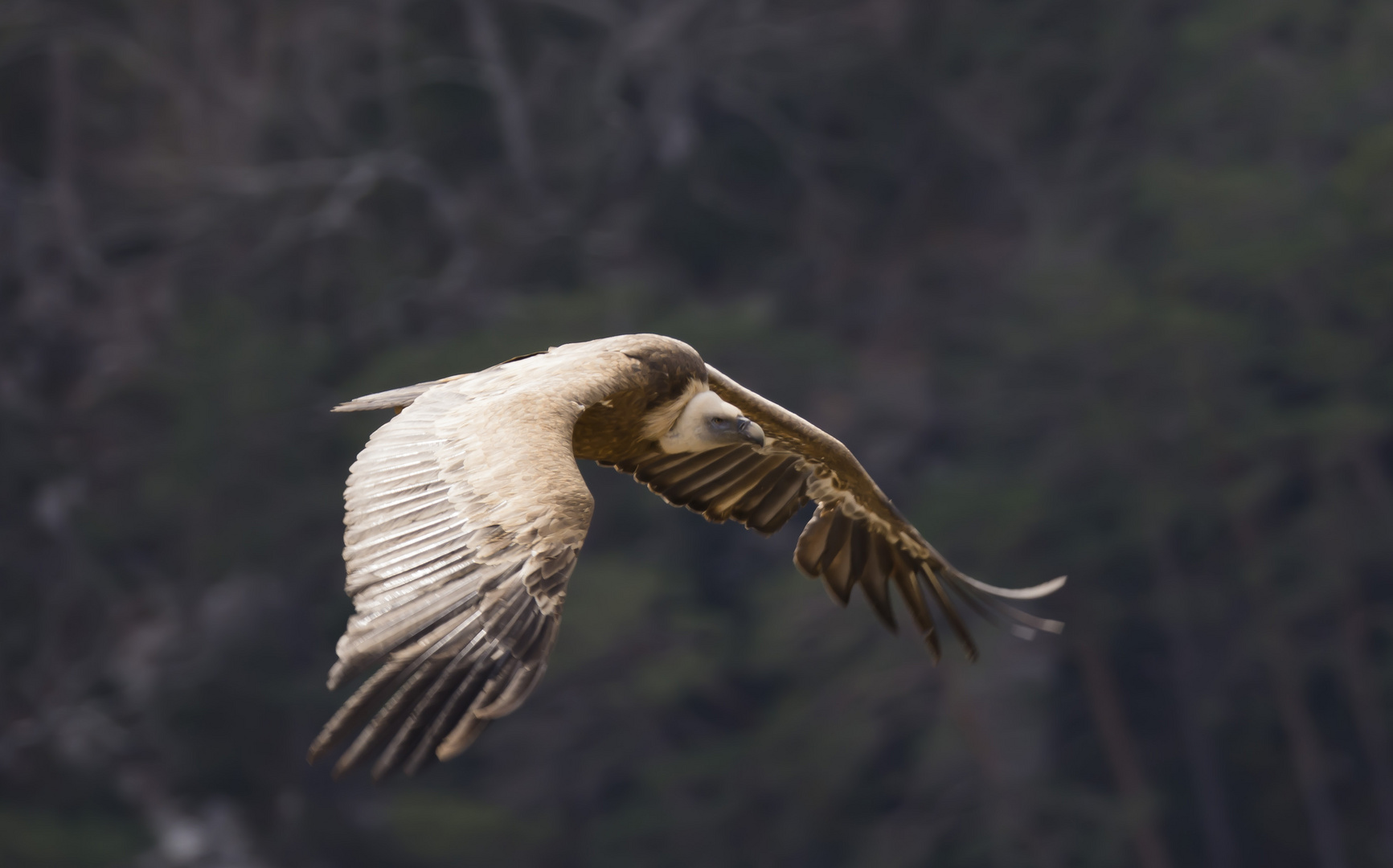 Vautour verdon 