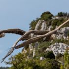 Vautour(s) - Virage sur l'aile.