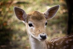 VBambi