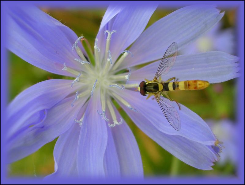 vcelka na cekance | bee on the chicory