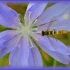 vcelka na cekance | bee on the chicory