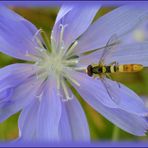 vcelka na cekance | bee on the chicory