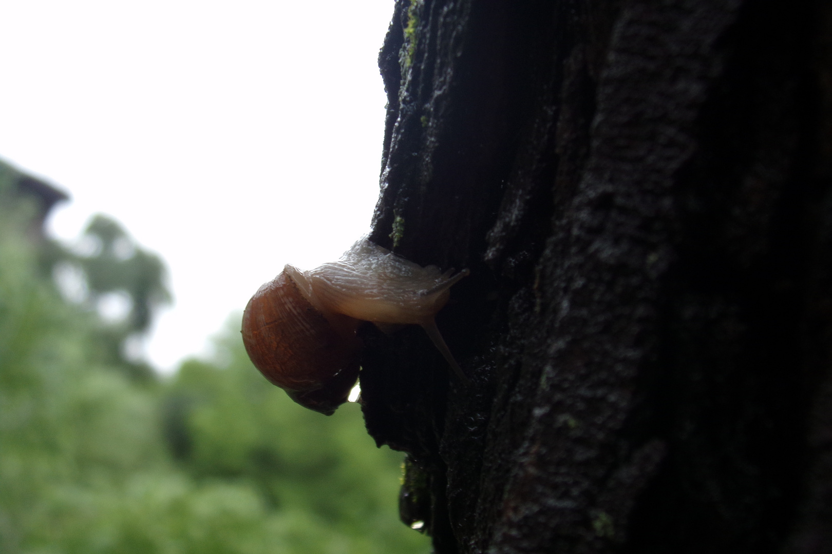 véase Caracol