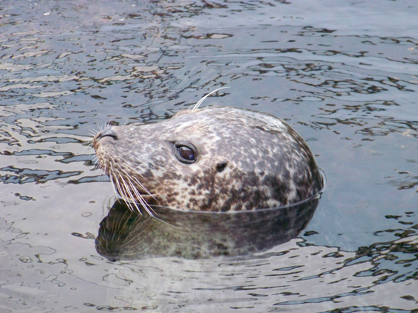 veau de mer