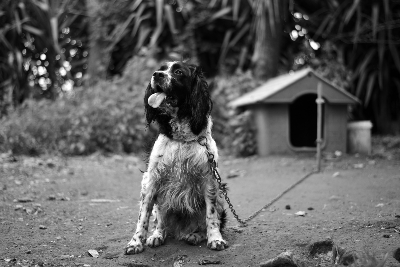 Vecchi cane da caccia fiero