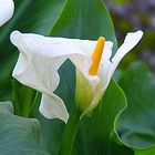 Vecchia calla