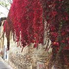 Vecchia Pesaro vestita dei colori autunnali.