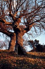 Vecchia quercia