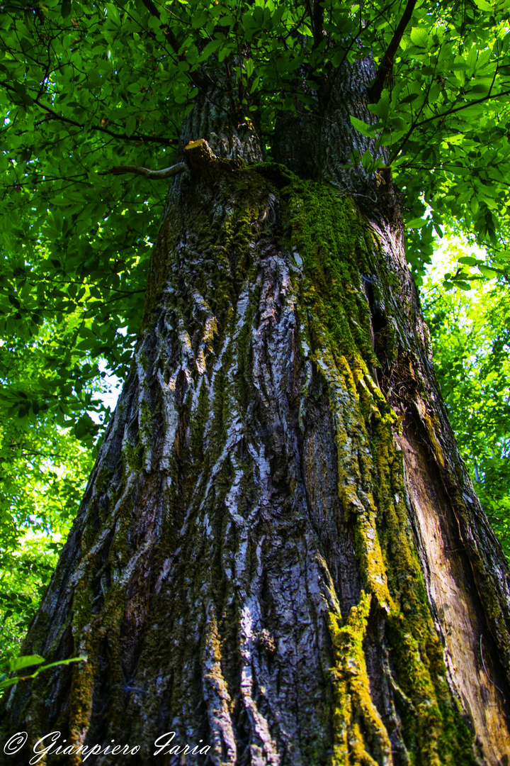 Vecchio albero