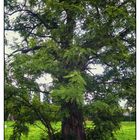 Vecchio albero a Pioltello
