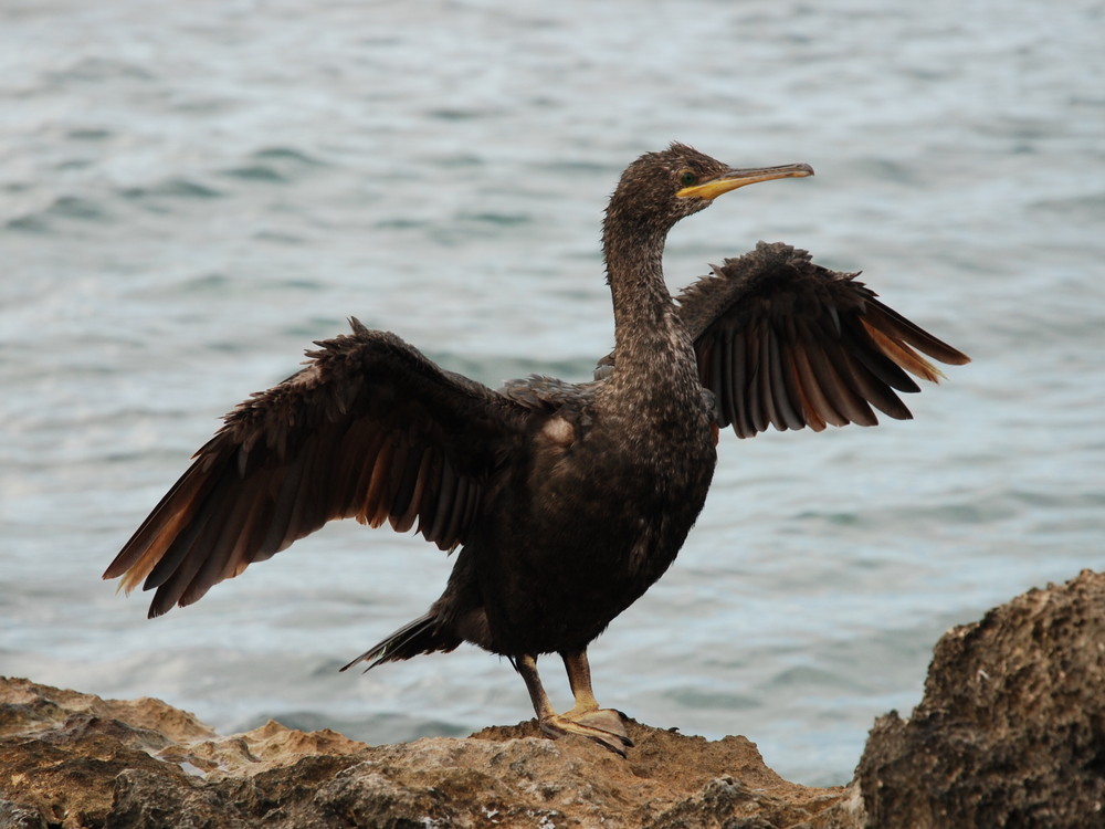 vecchio cormorano