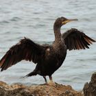 vecchio cormorano