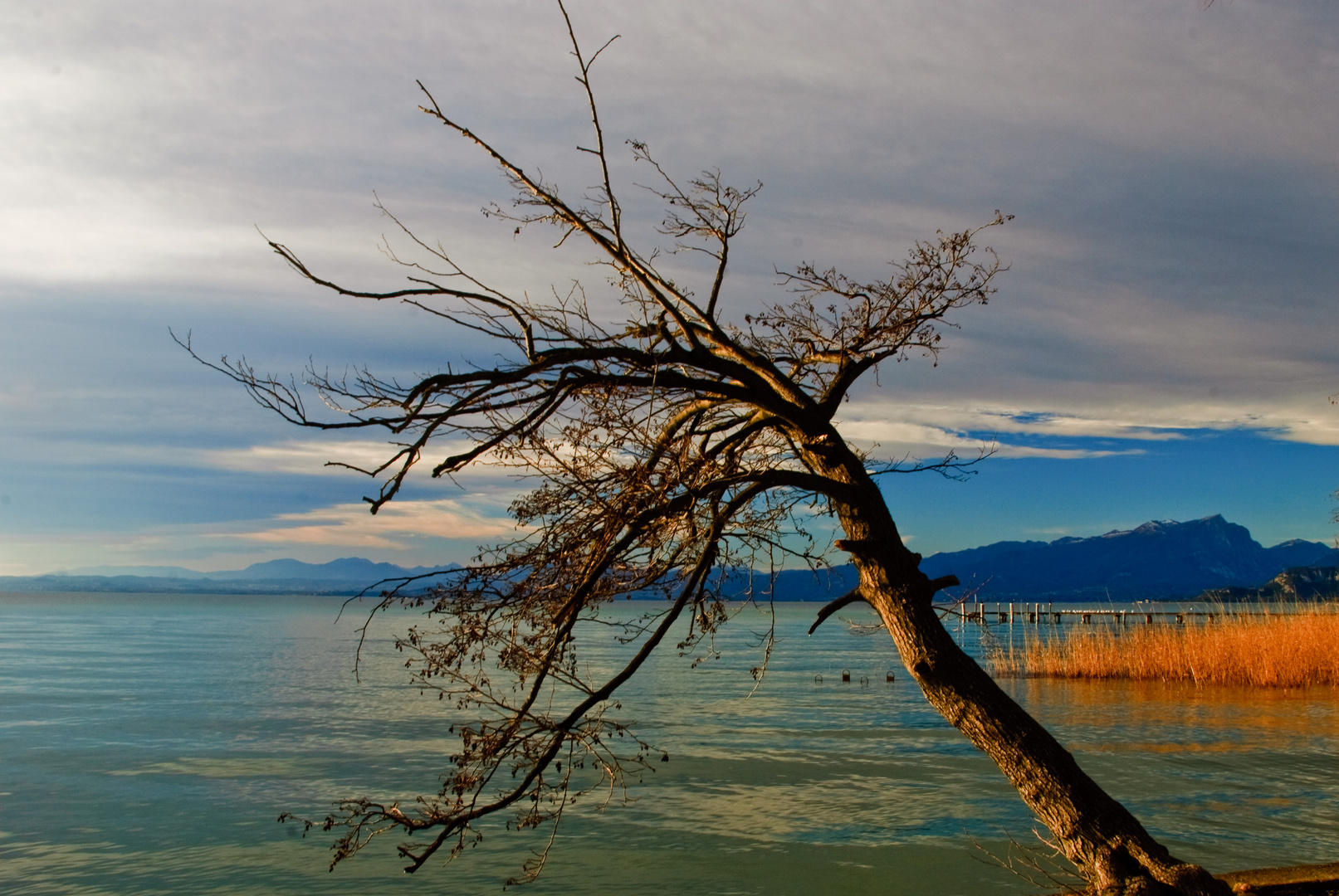 Vecchio solitario al Lago..