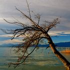 Vecchio solitario al Lago..