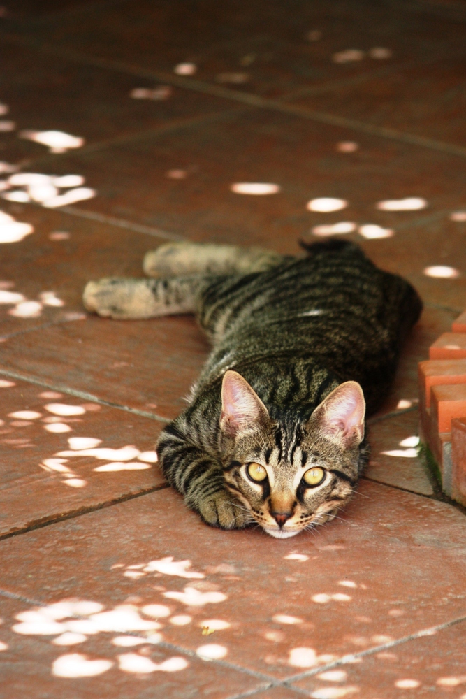 vecino descansando en nuestro jardin