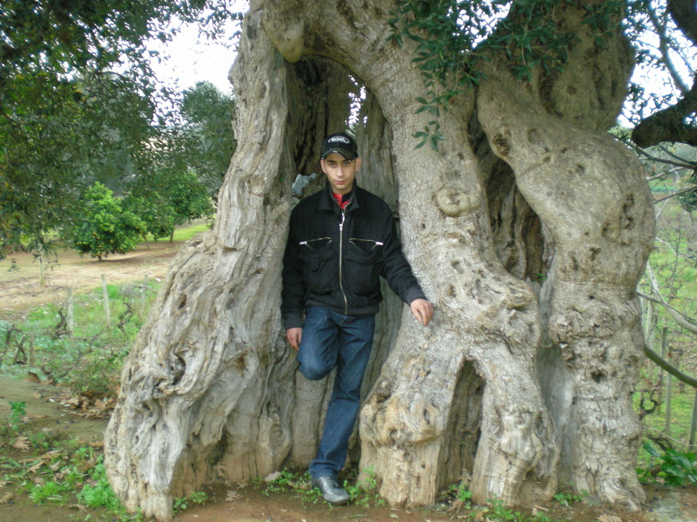 vedete che alberi di ulive ci sono al salento ruffano