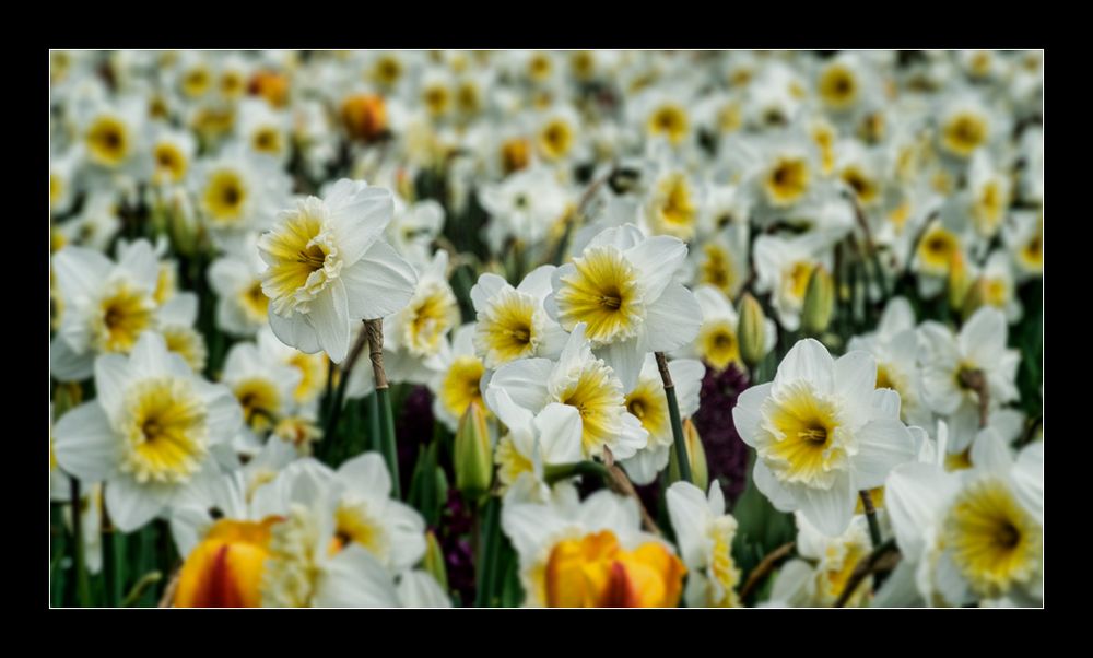 Veel bloemen