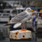 Veere/NL - Im Hafen